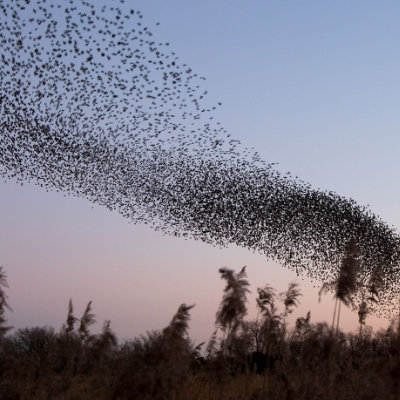 Murmurating starlings #152