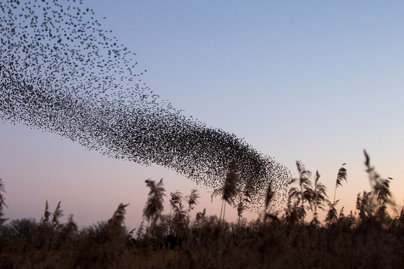 Photo of Murmurating starlings