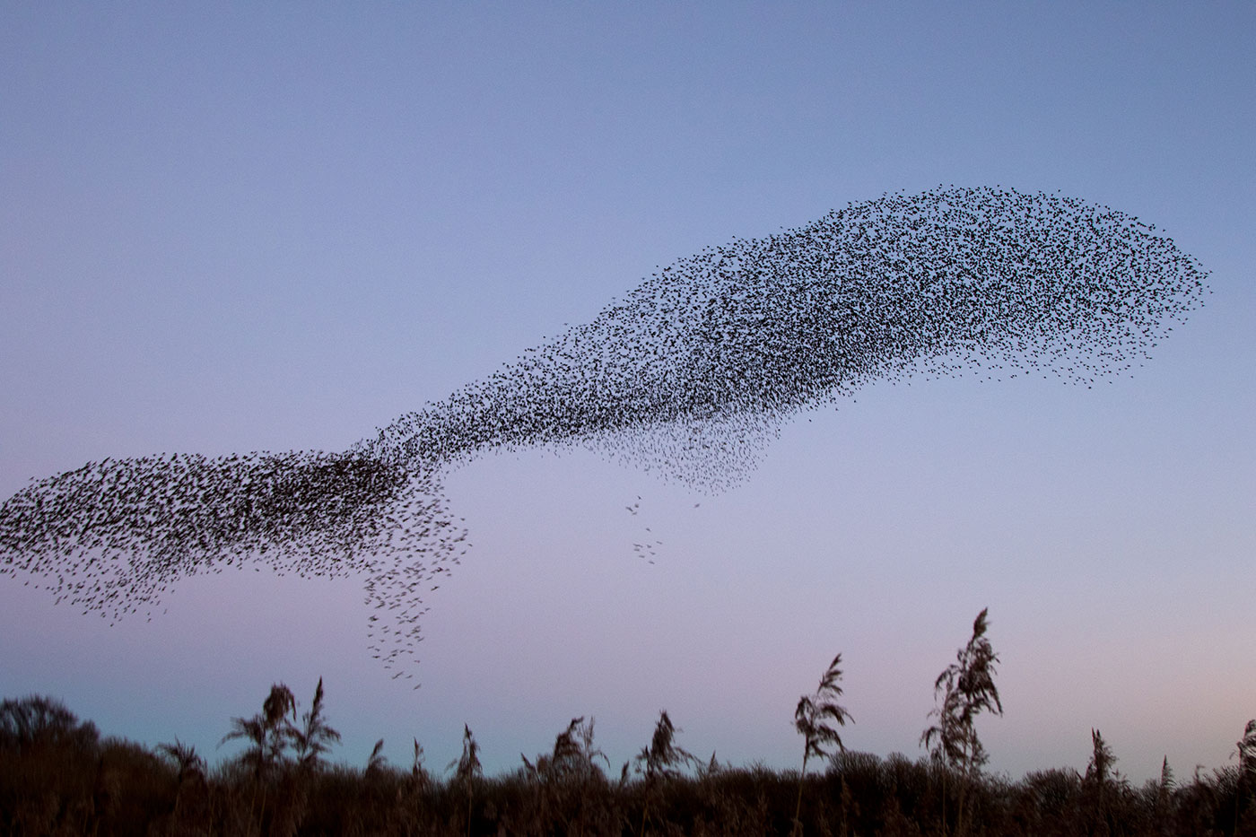 Photo of Murmurating starlings