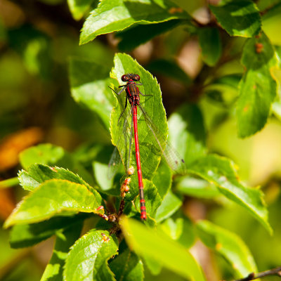 Red Damselfly #202