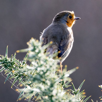 Robin on spikes #155