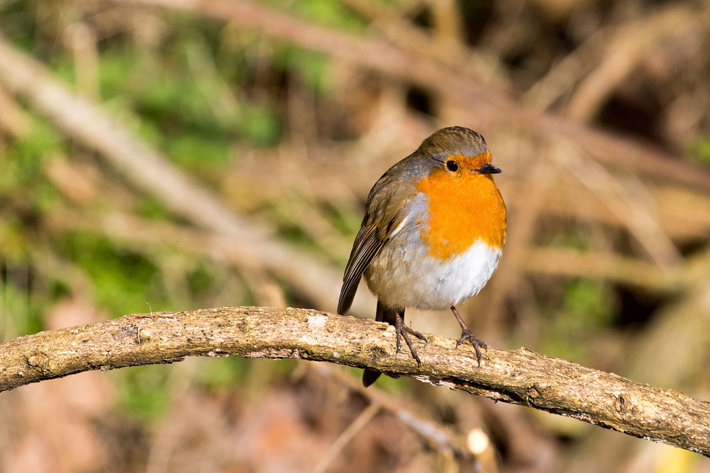 Photo of Robin