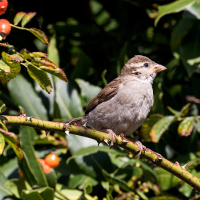 Sparrow on a branch #156
