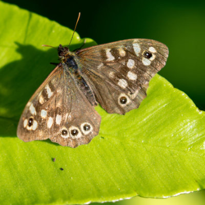 Speckled Wood Butterfly #138