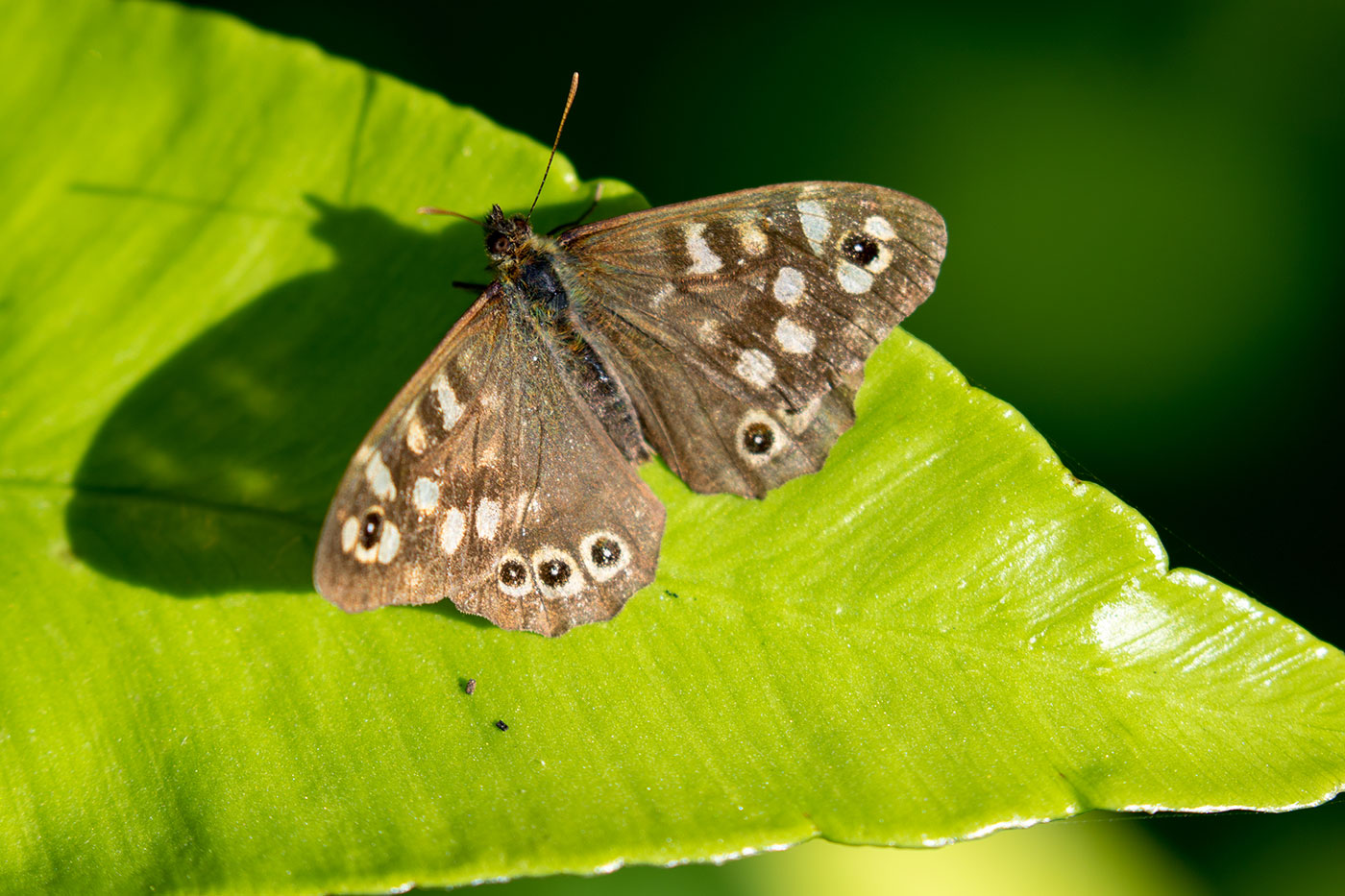 Photo of Speckled Wood Butterfly