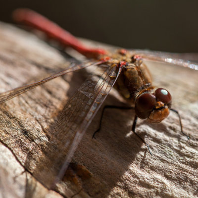 Red Damselfly on log #203