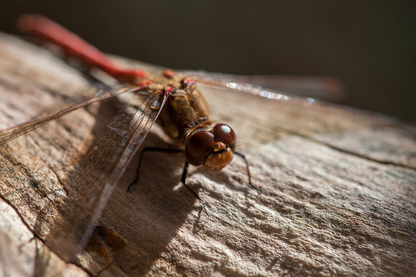 Photo of Red Damselfly on log