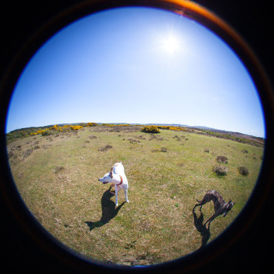 Across corfe common #121