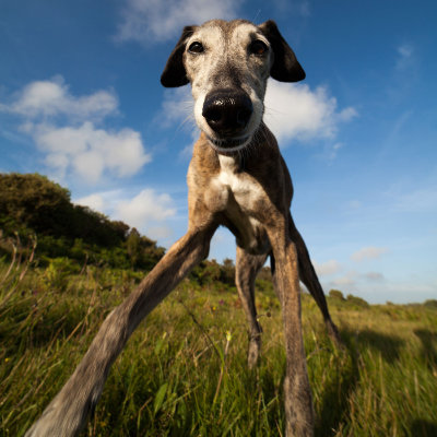 Brandy the Whippet #130