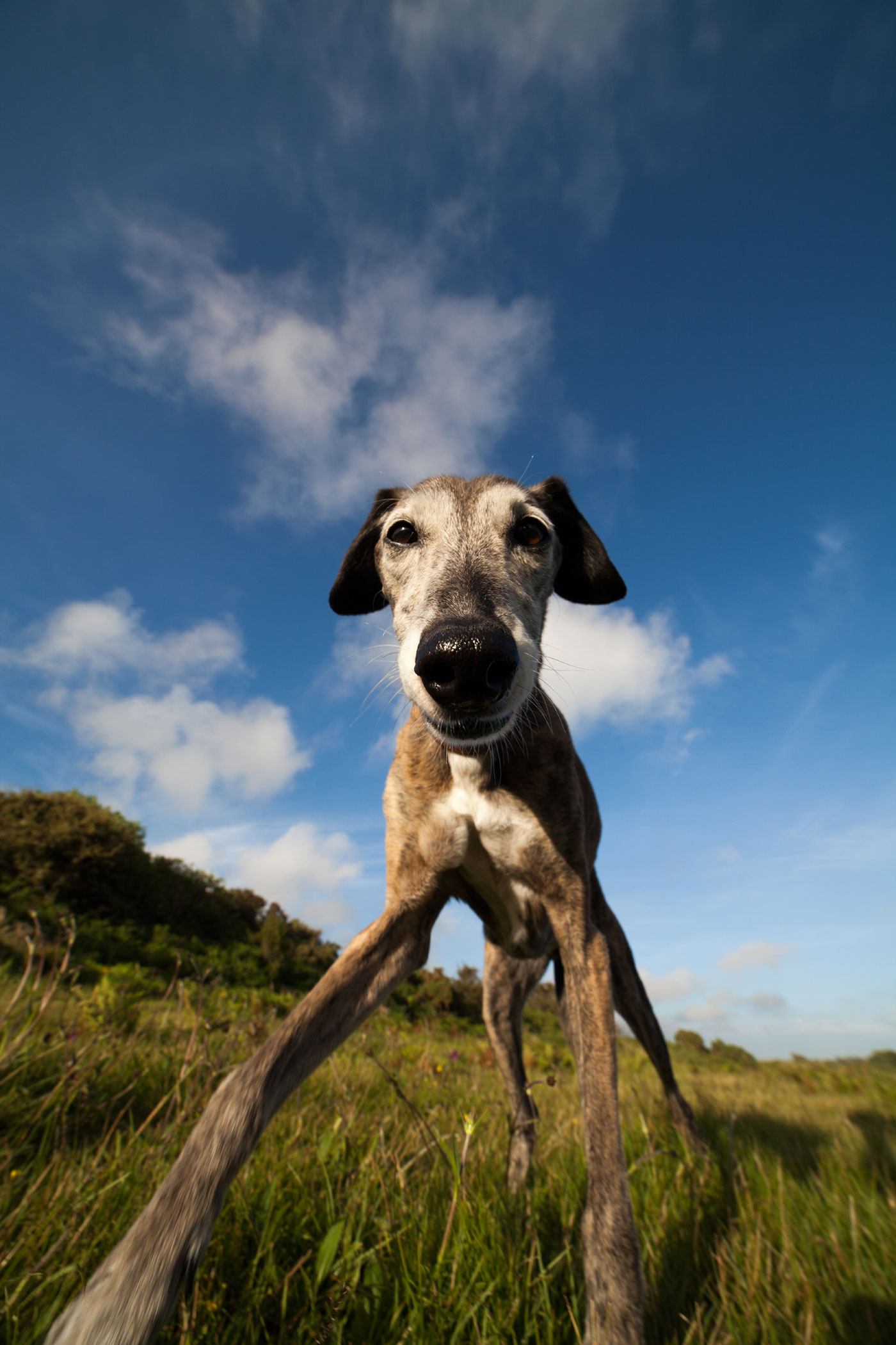 Photo of Brandy the Whippet