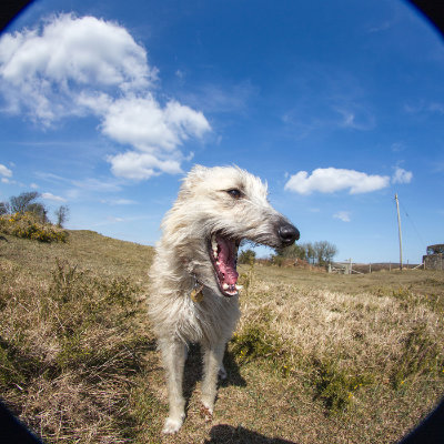 Daisy the lurcher #123
