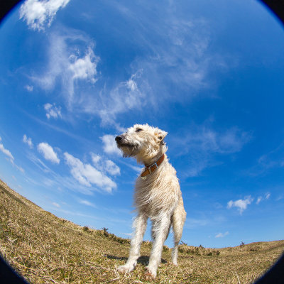 Daisy the lurcher against a blue sky #122