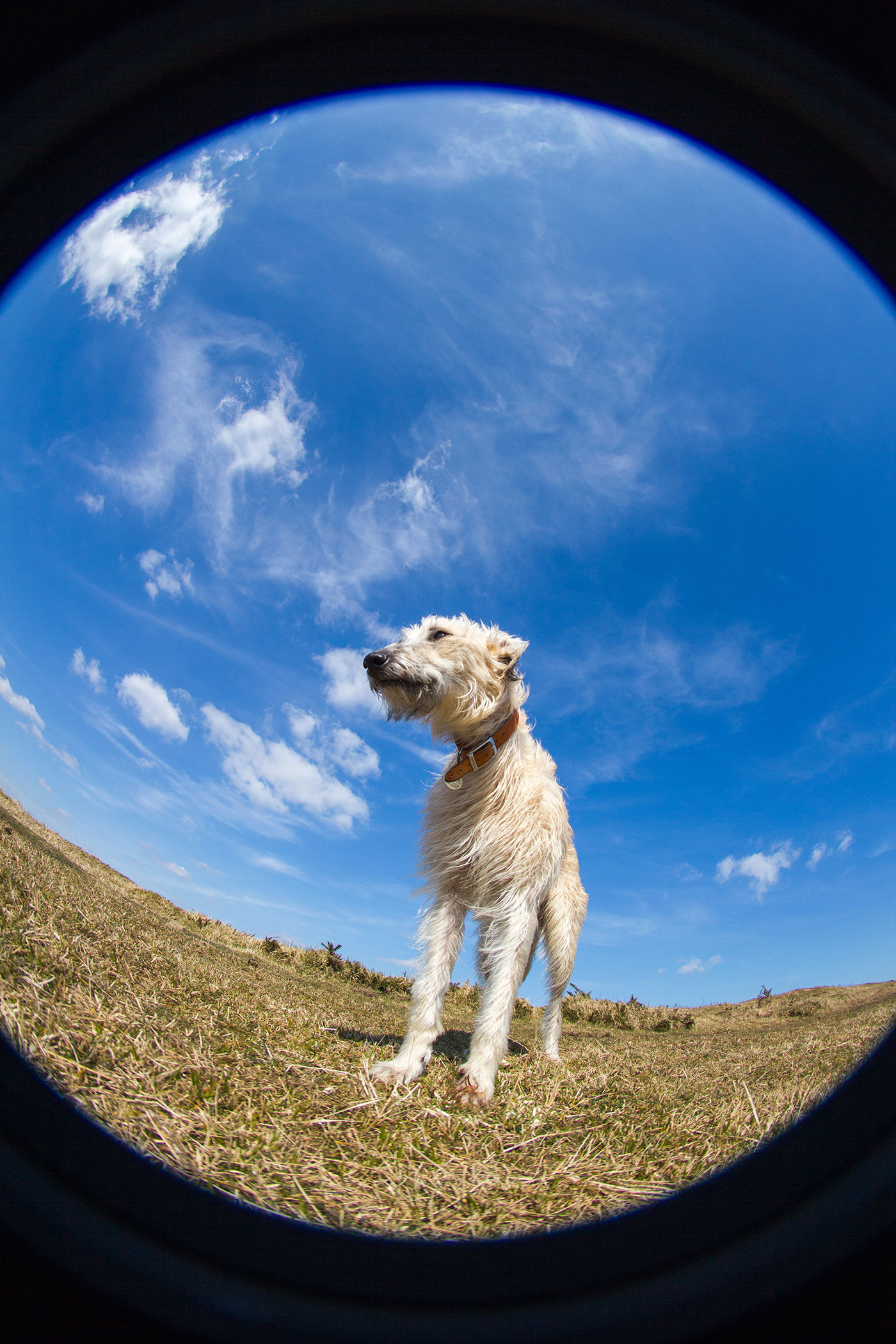 Photo of Daisy the lurcher against a blue sky