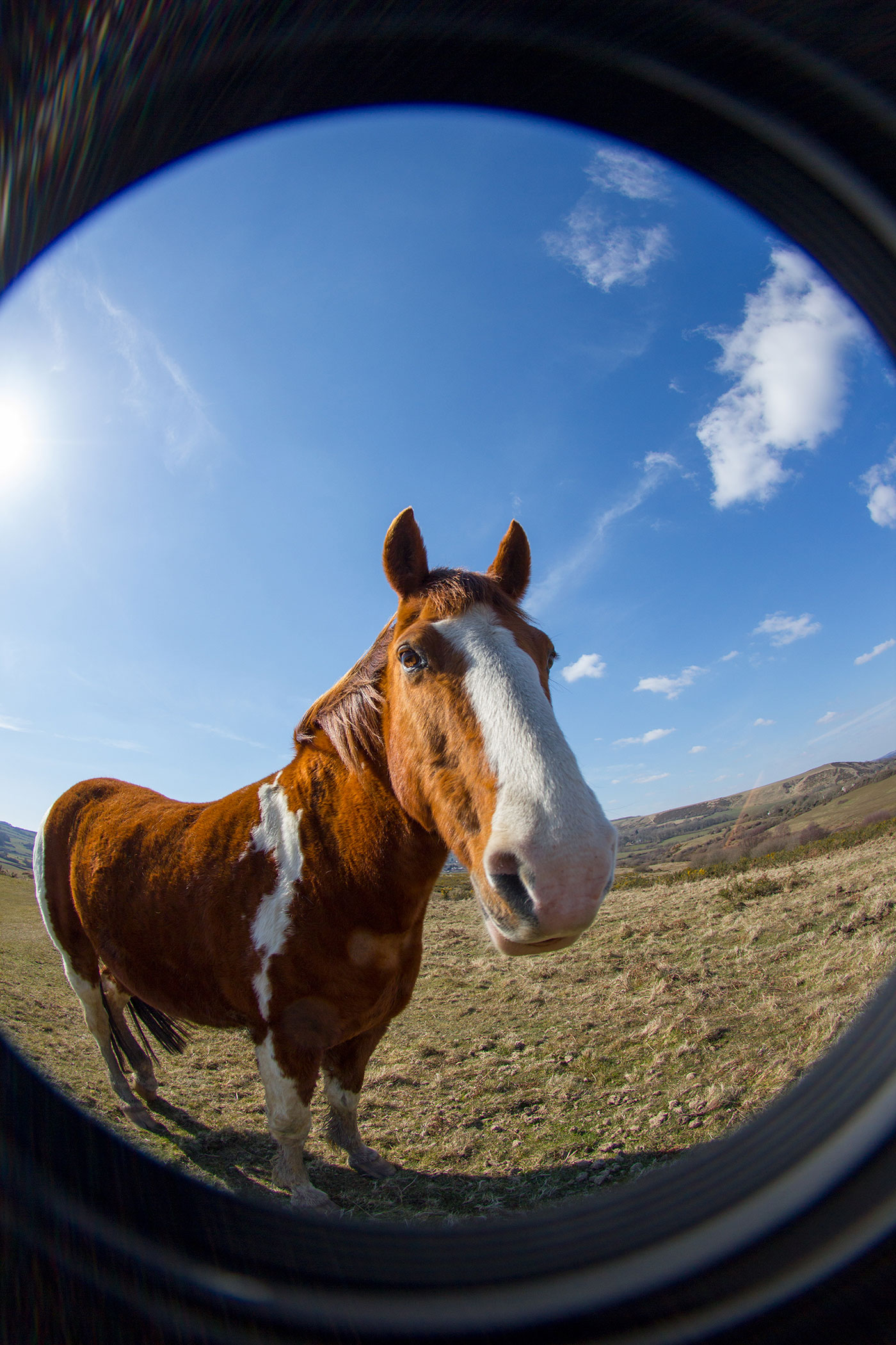 Photo of Just a horse