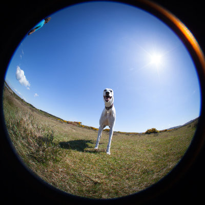 Max the Greyhound #125