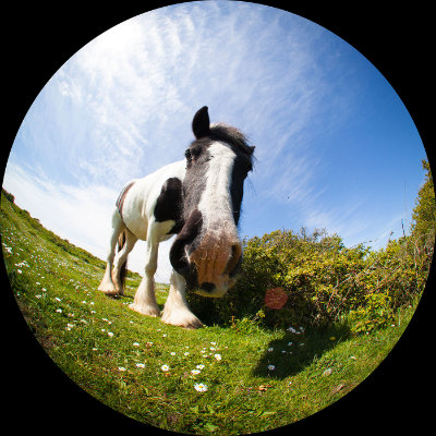 Why the long face #127