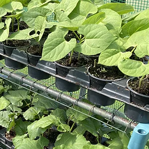 An introduction to our other hobby, growing food on an allotment Photo